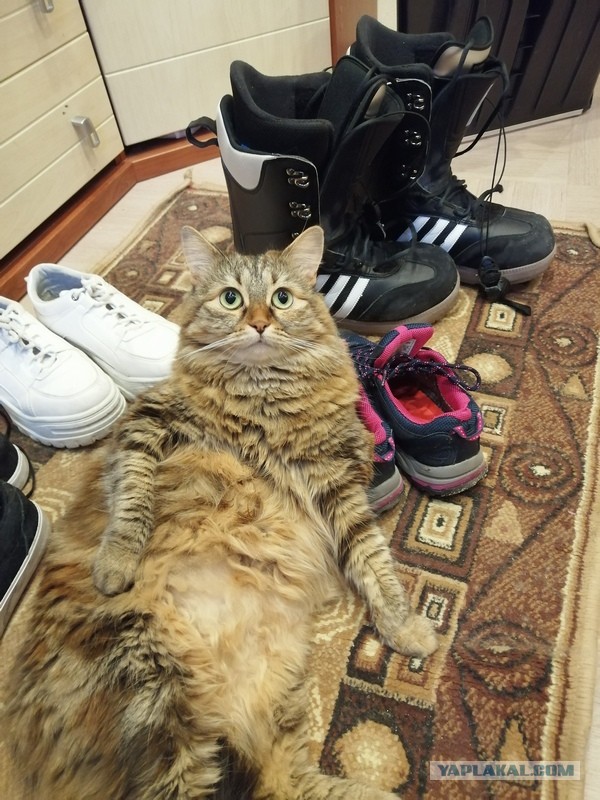 А чо это вы тут делаете, а?