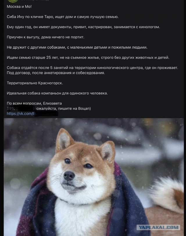 Отец московского школьника избил и выкинул на улицу собаку, укусившую его сына за лицо