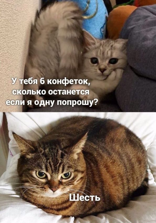 Весёлый полтишок 20.03.22