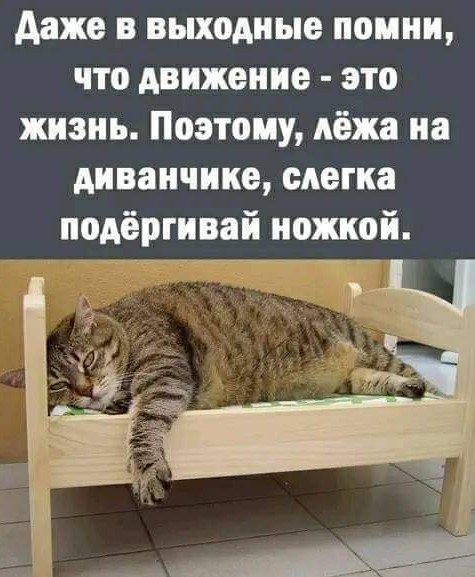 К котофторнику