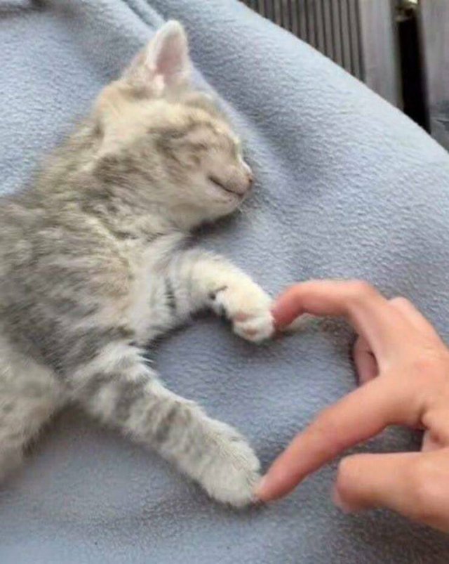 Жизнь домашнего приюта "Котоленд" 430
