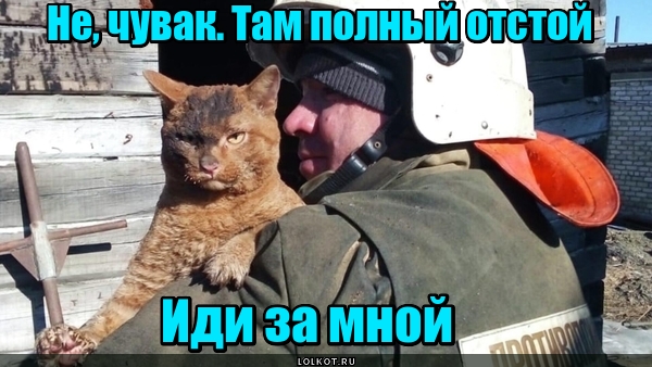 Жизнь домашнего приюта для котеек 496