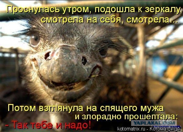 Веселые картинки к пятнице (27.09)