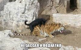 Смелый голубь пытается подкатить к соколихе