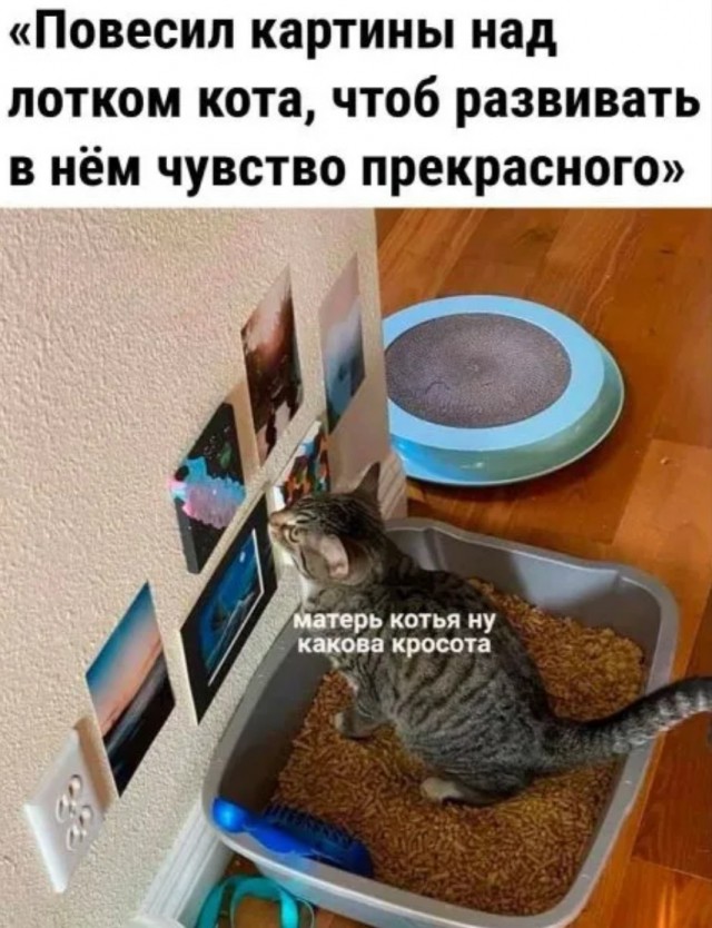 К котовторнику: подборка картинок-баянов с котиками и про котиков. Выпуск 8