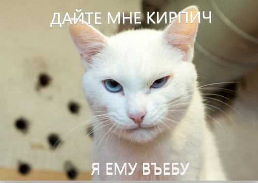 Вчера котик Баюн ушёл на радугу
