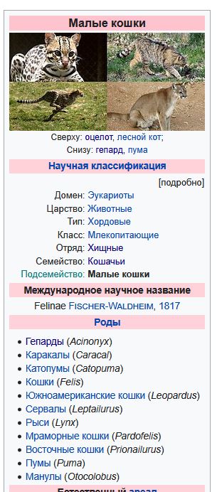 1 марта в России это День Котиков!