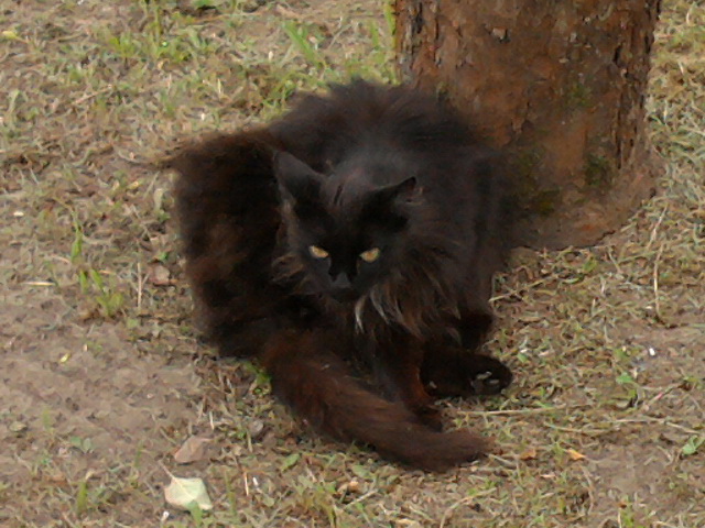 Котовторник 12.11.2013