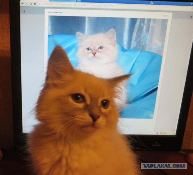 Котовторник  28.01.14