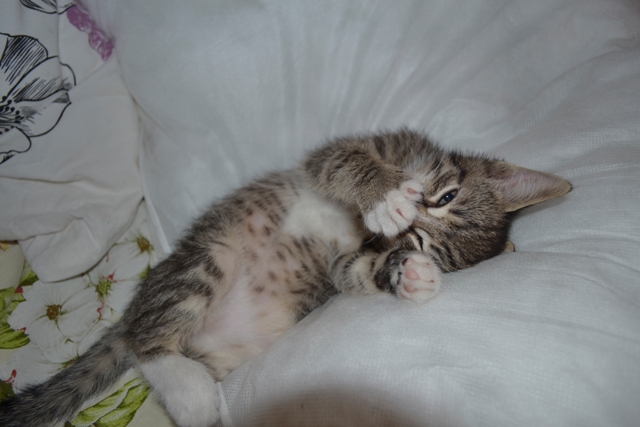 Котовторник  25.03.2014