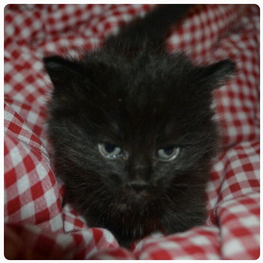 Котовторник 29.04.14.