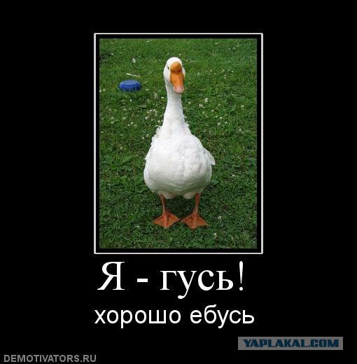 Пьяный водитель катал бомжа и гуся