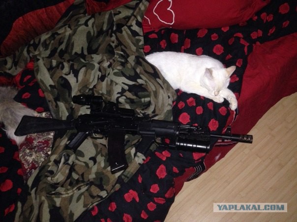 Котовторник 26.08.14.