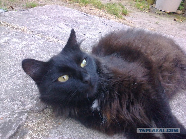Котовторник 11.11.2014