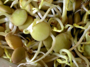 Как выглядят 19 популярных продукта