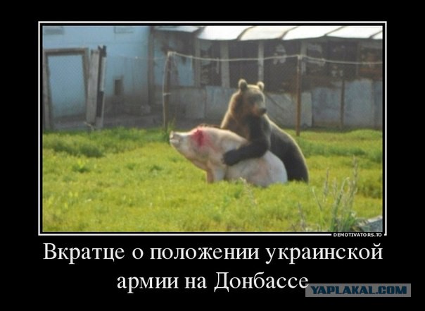 Прикольные фото и картинки