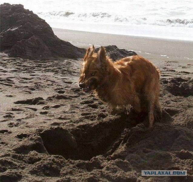 Веселые картинки