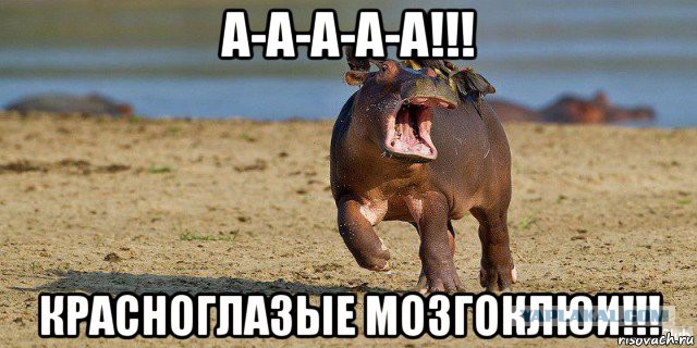 Красноклювый волоклюй - вампир?