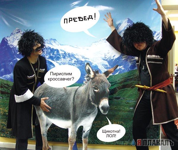 Превед медвед!