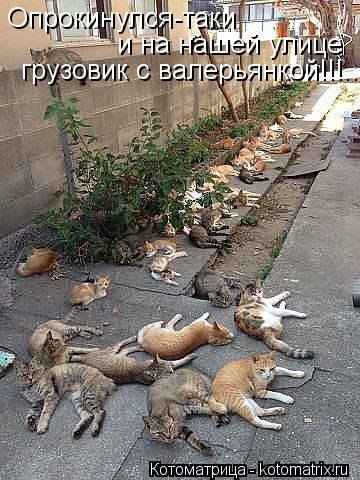 Подборка забавных картинок