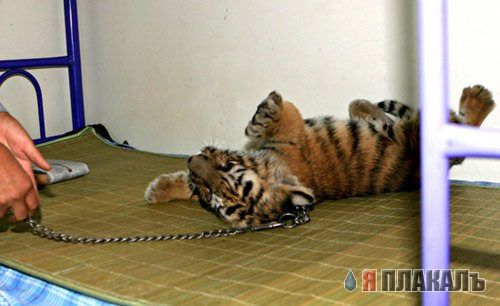 ДИКИЕ КОШКИ