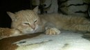 КотоВторник 26.04.2016