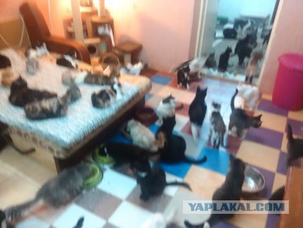 Приют для бездомных животных "Убежище"