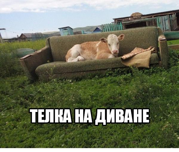 Есть смешные (картинки)