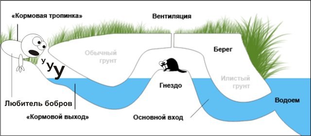 Коротко о бобрах