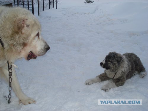 Крупные хищники