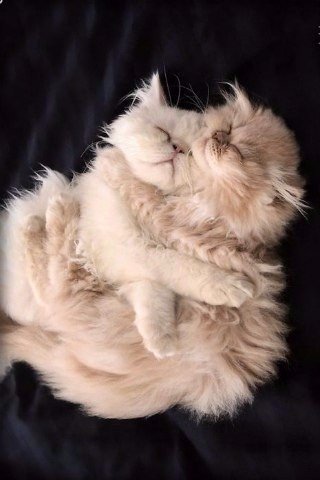 Коты из сети