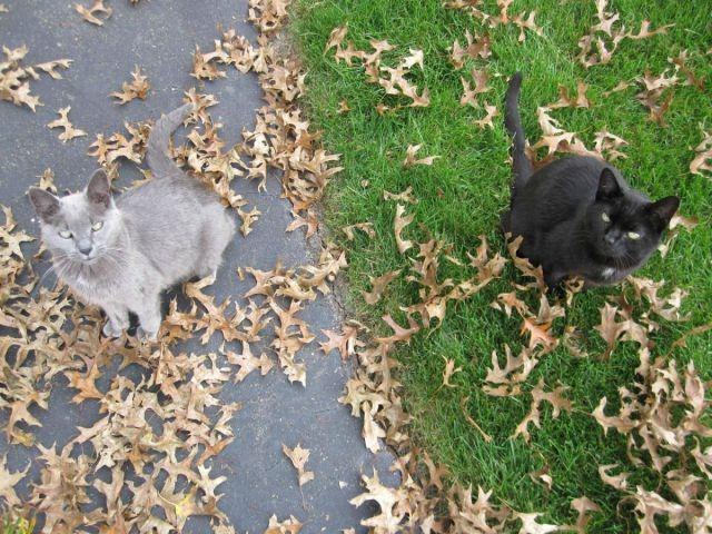 Коты и Кошки