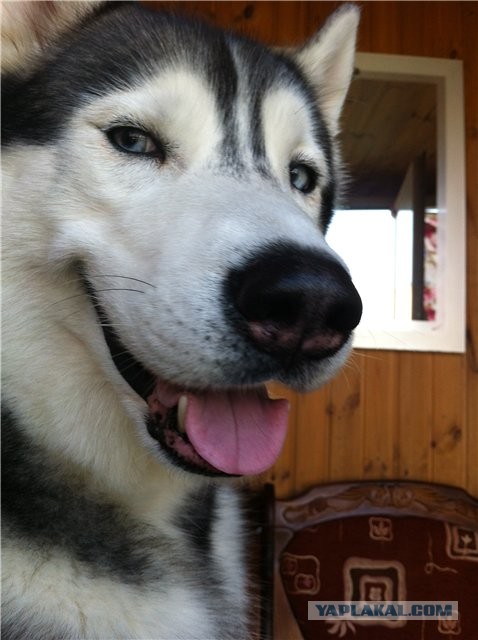 Сфотал себя, пока спал...