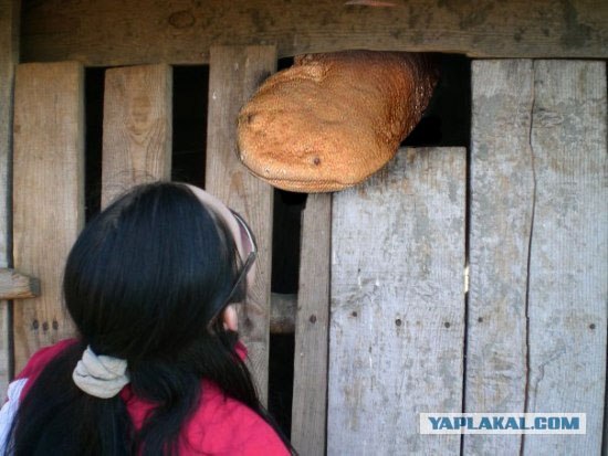 Гигантская японская саламандра