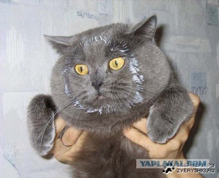 Котовторник, для любителей кошек