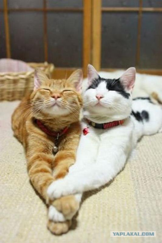 Котовторник так котовторник!