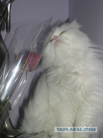 Котовторник (10.01.2012)