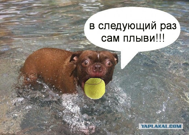 Жабельный собакен