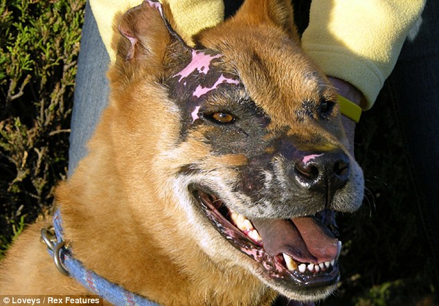 2 года Собаке-терминатору