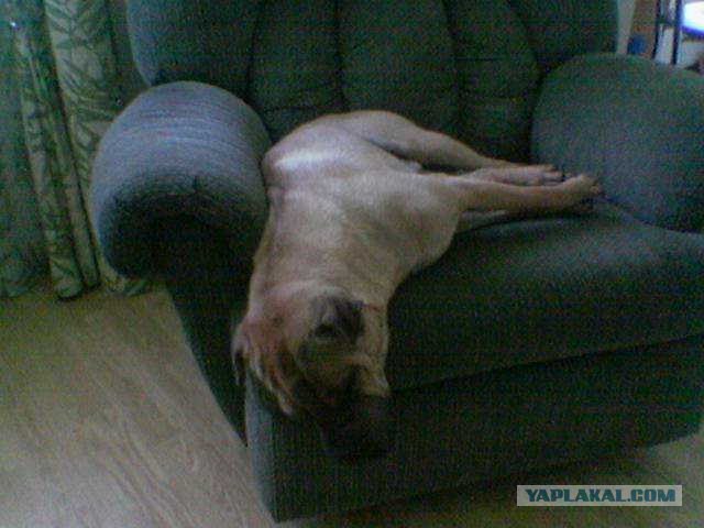 Собакочетверг 10.01.2013