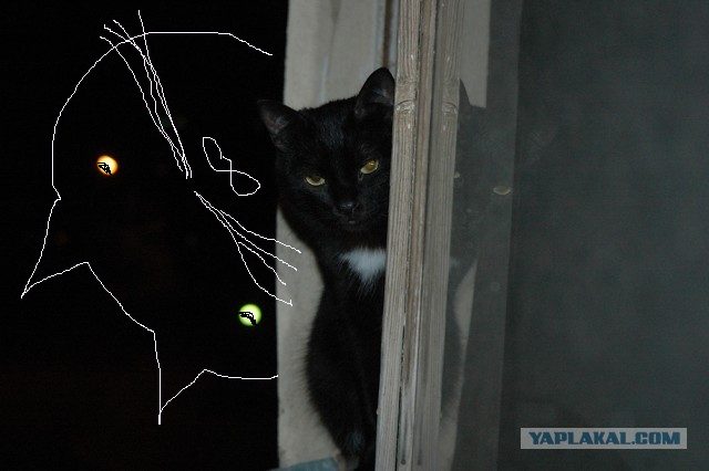 Просто мой кот