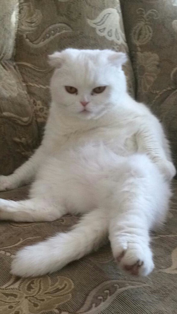 Коты, которые нас порадовали!