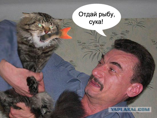 Злой кот
