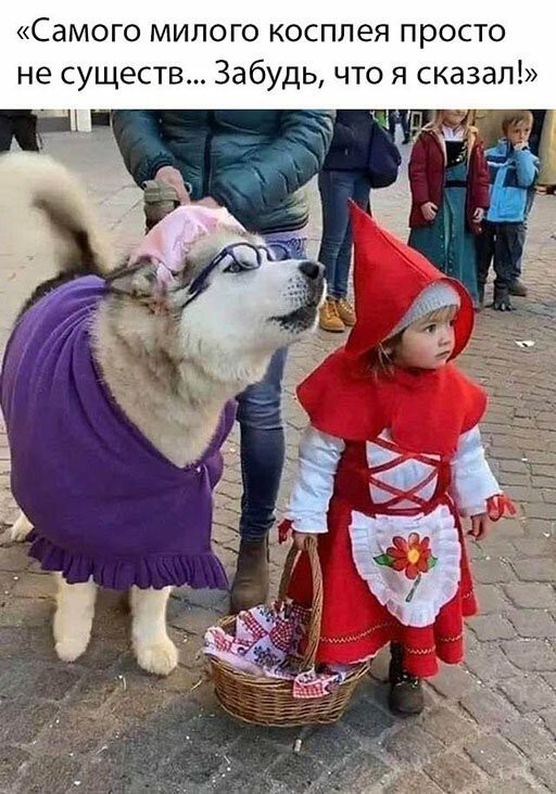 Собаки бывают