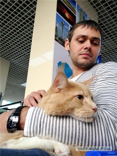 Парень, который разводит котов-гигантов