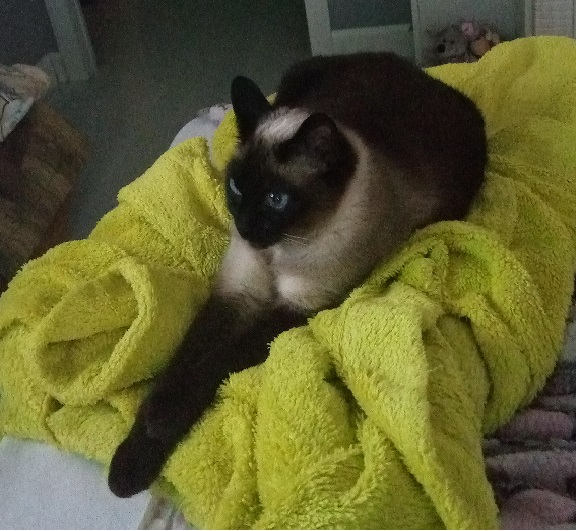 Котовторник!