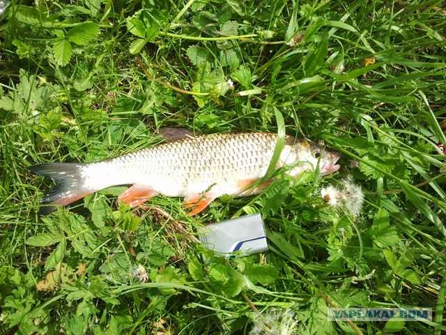 Ловля голавля на майского жука.