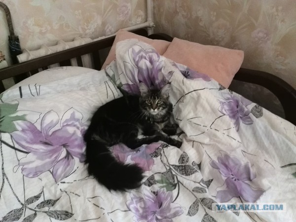 Немного о  Мейн Куне.