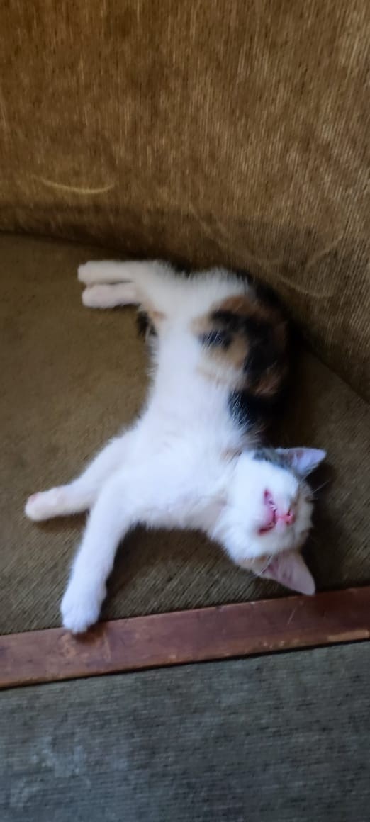 К котовторнику