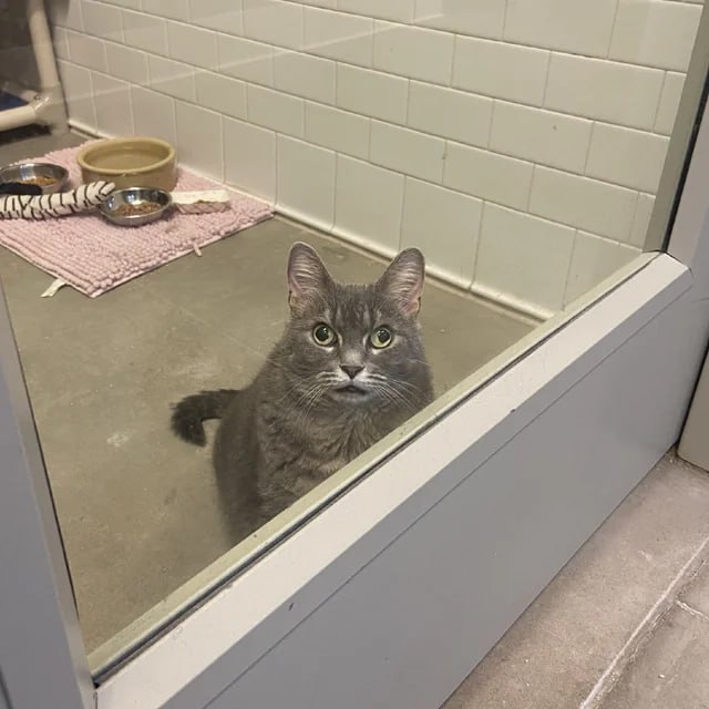 Я не косая, я раскосая